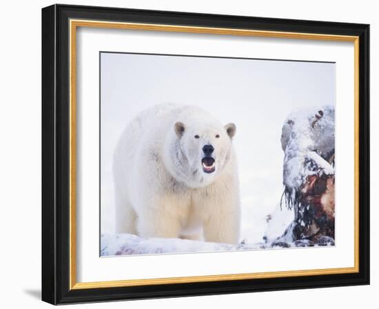 Polar Bear Scavenging on a Bowhead Whale, Arctic National Wildlife Refuge, Alaska, USA-Steve Kazlowski-Framed Photographic Print