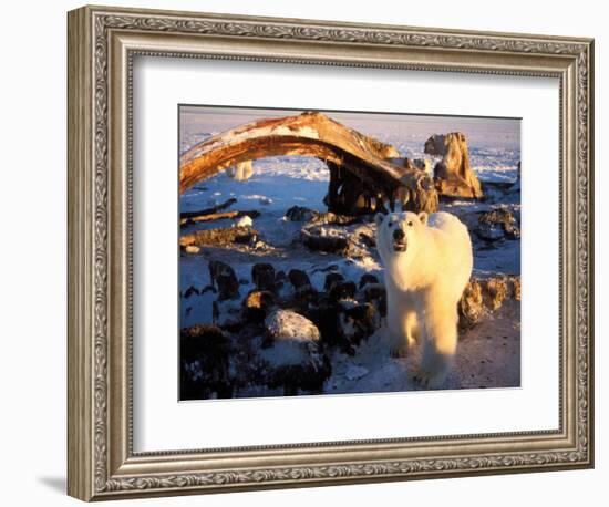 Polar Bear Scavenging on a Bowhead Whale, Arctic National Wildlife Refuge, Alaska, USA-Steve Kazlowski-Framed Photographic Print