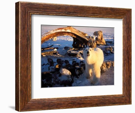 Polar Bear Scavenging on a Bowhead Whale, Arctic National Wildlife Refuge, Alaska, USA-Steve Kazlowski-Framed Photographic Print