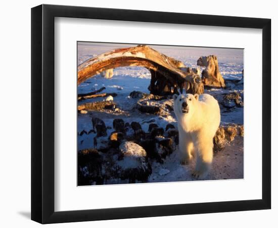 Polar Bear Scavenging on a Bowhead Whale, Arctic National Wildlife Refuge, Alaska, USA-Steve Kazlowski-Framed Photographic Print