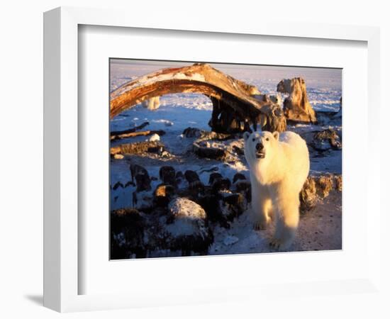 Polar Bear Scavenging on a Bowhead Whale, Arctic National Wildlife Refuge, Alaska, USA-Steve Kazlowski-Framed Photographic Print