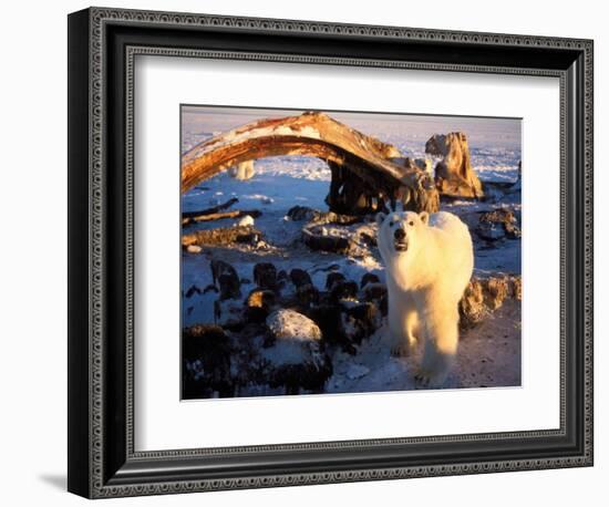 Polar Bear Scavenging on a Bowhead Whale, Arctic National Wildlife Refuge, Alaska, USA-Steve Kazlowski-Framed Photographic Print