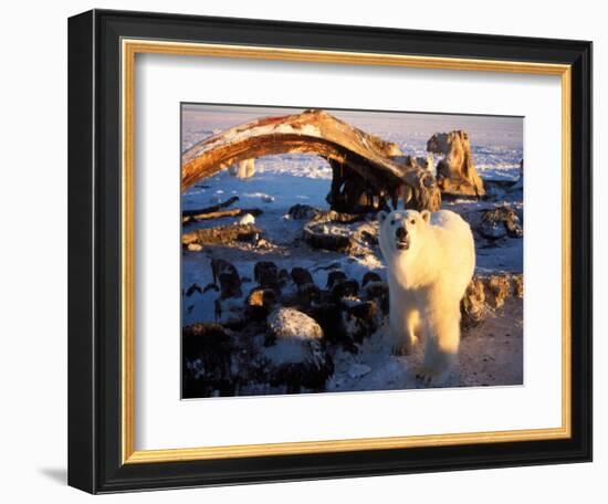 Polar Bear Scavenging on a Bowhead Whale, Arctic National Wildlife Refuge, Alaska, USA-Steve Kazlowski-Framed Photographic Print