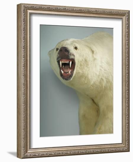 Polar Bear Shot by Cva Peel-null-Framed Photographic Print