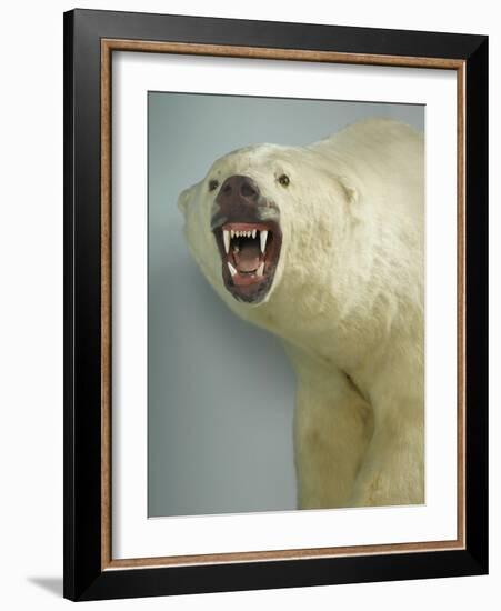 Polar Bear Shot by Cva Peel-null-Framed Photographic Print