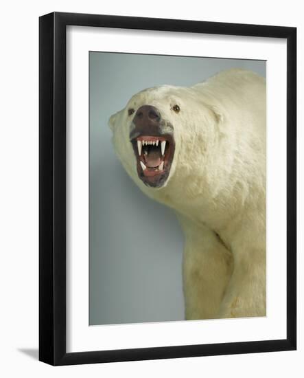 Polar Bear Shot by Cva Peel-null-Framed Photographic Print