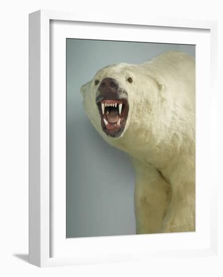 Polar Bear Shot by Cva Peel-null-Framed Photographic Print