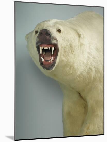 Polar Bear Shot by Cva Peel-null-Mounted Photographic Print