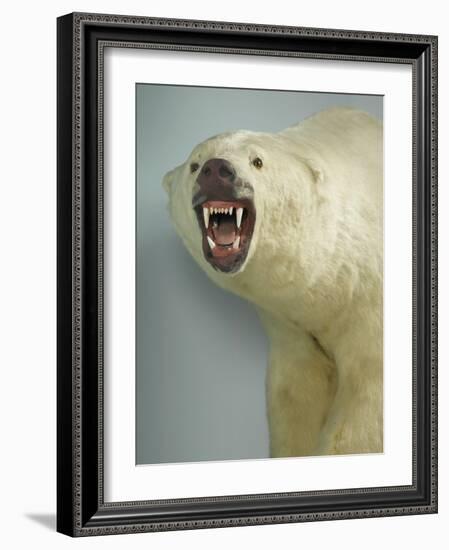 Polar Bear Shot by Cva Peel-null-Framed Photographic Print