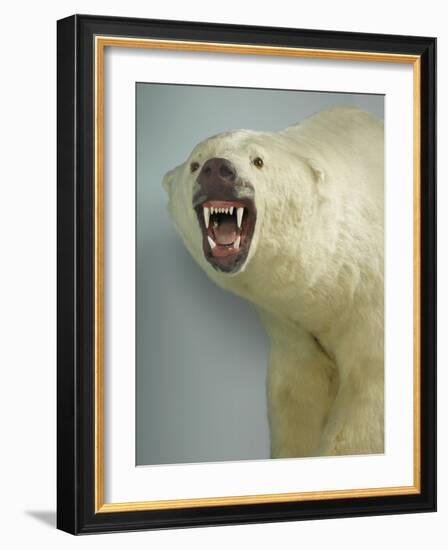 Polar Bear Shot by Cva Peel-null-Framed Photographic Print