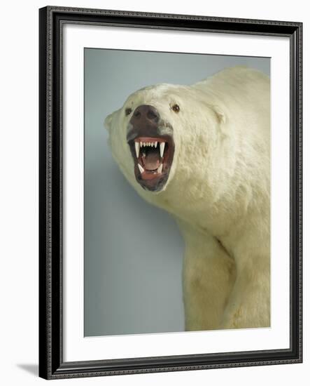 Polar Bear Shot by Cva Peel-null-Framed Photographic Print