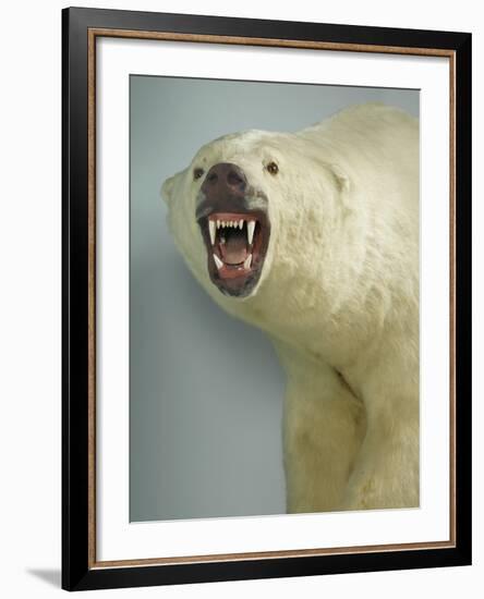 Polar Bear Shot by Cva Peel-null-Framed Photographic Print