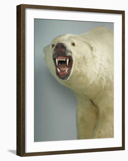 Polar Bear Shot by Cva Peel-null-Framed Photographic Print