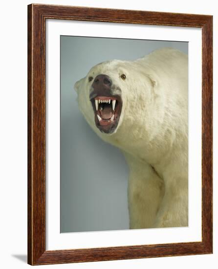 Polar Bear Shot by Cva Peel-null-Framed Photographic Print