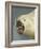 Polar Bear Shot by Cva Peel-null-Framed Premium Photographic Print