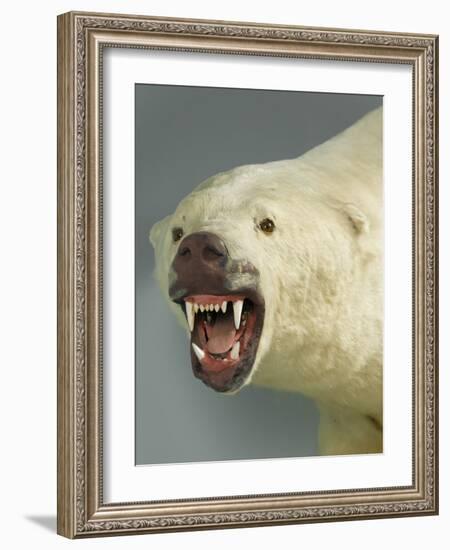 Polar Bear Shot by Cva Peel-null-Framed Premium Photographic Print