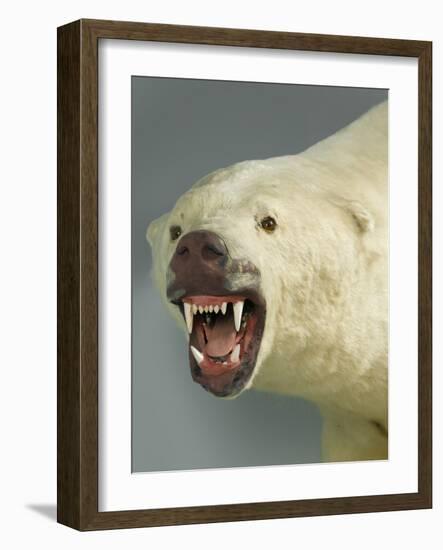 Polar Bear Shot by Cva Peel-null-Framed Premium Photographic Print