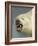 Polar Bear Shot by Cva Peel-null-Framed Premium Photographic Print