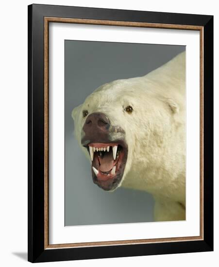 Polar Bear Shot by Cva Peel-null-Framed Premium Photographic Print