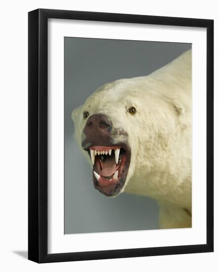 Polar Bear Shot by Cva Peel-null-Framed Premium Photographic Print