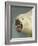 Polar Bear Shot by Cva Peel-null-Framed Photographic Print