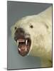 Polar Bear Shot by Cva Peel-null-Mounted Photographic Print