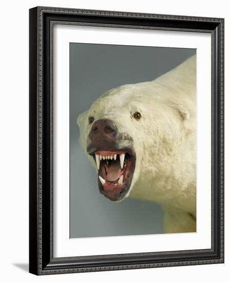 Polar Bear Shot by Cva Peel-null-Framed Photographic Print