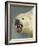 Polar Bear Shot by Cva Peel-null-Framed Photographic Print