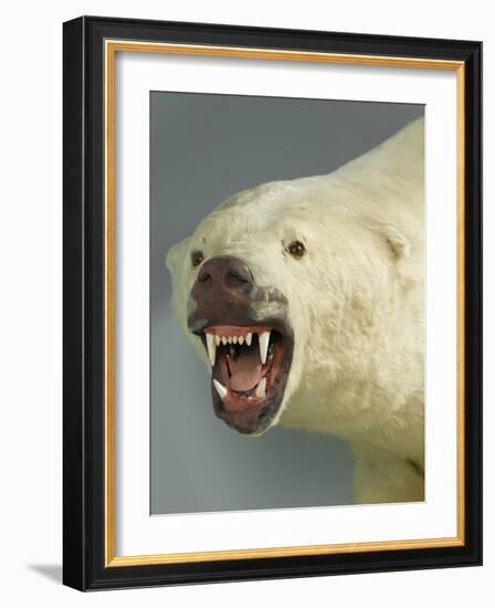 Polar Bear Shot by Cva Peel-null-Framed Photographic Print