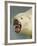 Polar Bear Shot by Cva Peel-null-Framed Photographic Print