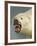 Polar Bear Shot by Cva Peel-null-Framed Photographic Print