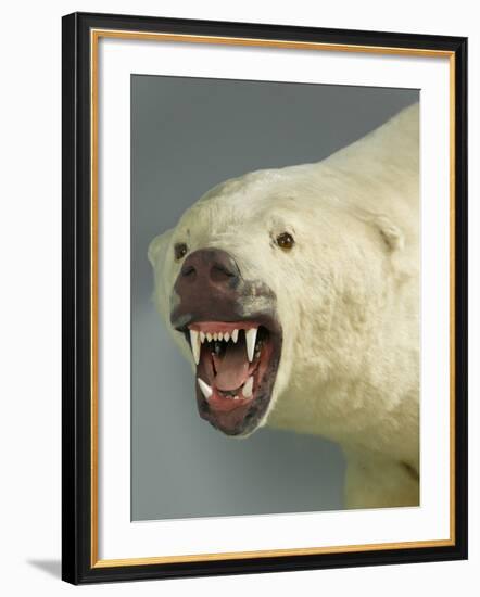 Polar Bear Shot by Cva Peel-null-Framed Photographic Print