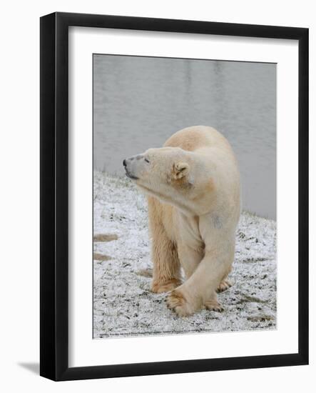 Polar Bear Side Step Full Bleed-Martin Fowkes-Framed Giclee Print