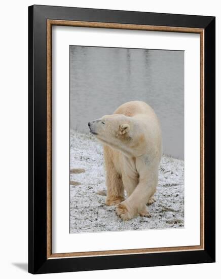 Polar Bear Side Step-Martin Fowkes-Framed Giclee Print