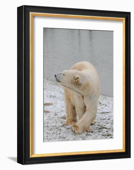 Polar Bear Side Step-Martin Fowkes-Framed Giclee Print