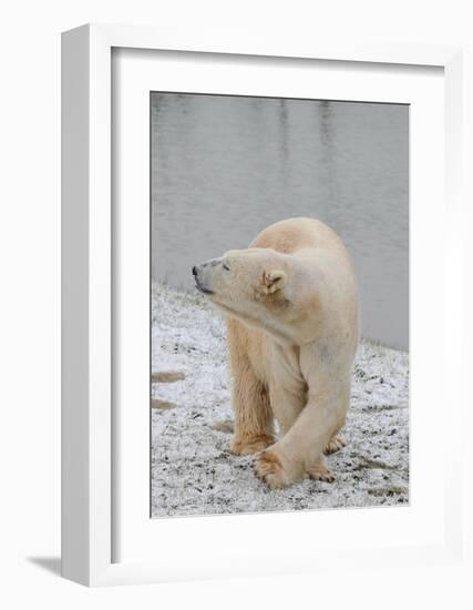 Polar Bear Side Step-Martin Fowkes-Framed Giclee Print