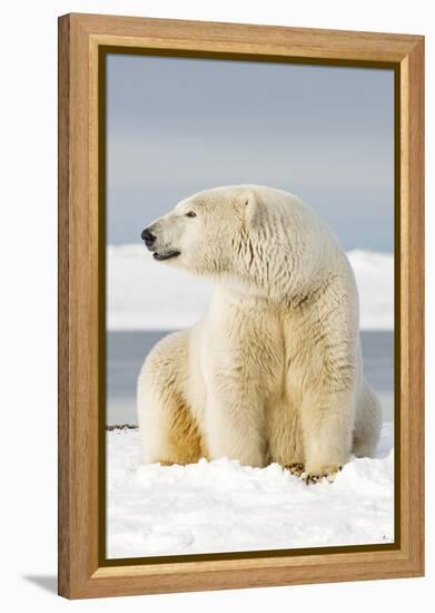 Polar Bear Sits Along Barrier Island, Bernard Spit, ANWR, Alaska, USA-Steve Kazlowski-Framed Premier Image Canvas