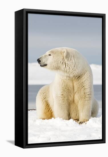 Polar Bear Sits Along Barrier Island, Bernard Spit, ANWR, Alaska, USA-Steve Kazlowski-Framed Premier Image Canvas
