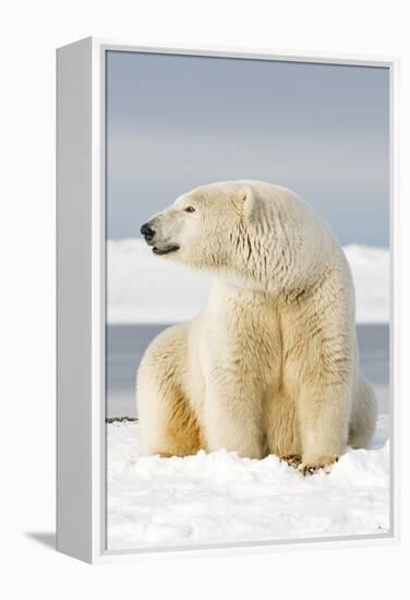 Polar Bear Sits Along Barrier Island, Bernard Spit, ANWR, Alaska, USA-Steve Kazlowski-Framed Premier Image Canvas