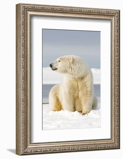 Polar Bear Sits Along Barrier Island, Bernard Spit, ANWR, Alaska, USA-Steve Kazlowski-Framed Photographic Print