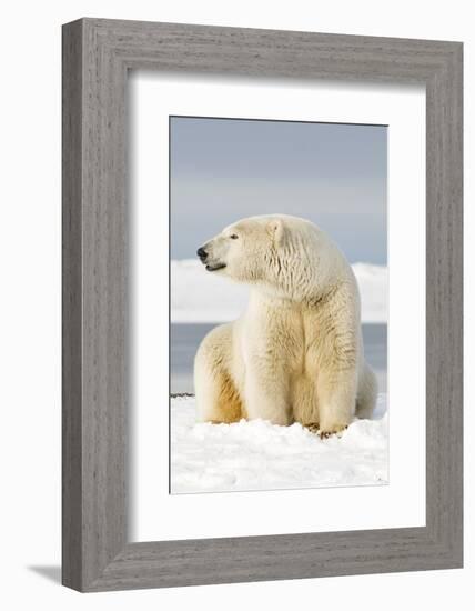 Polar Bear Sits Along Barrier Island, Bernard Spit, ANWR, Alaska, USA-Steve Kazlowski-Framed Photographic Print