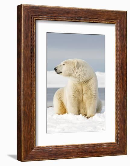 Polar Bear Sits Along Barrier Island, Bernard Spit, ANWR, Alaska, USA-Steve Kazlowski-Framed Photographic Print