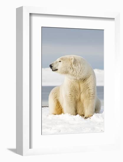 Polar Bear Sits Along Barrier Island, Bernard Spit, ANWR, Alaska, USA-Steve Kazlowski-Framed Photographic Print