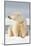 Polar Bear Sits Along Barrier Island, Bernard Spit, ANWR, Alaska, USA-Steve Kazlowski-Mounted Photographic Print