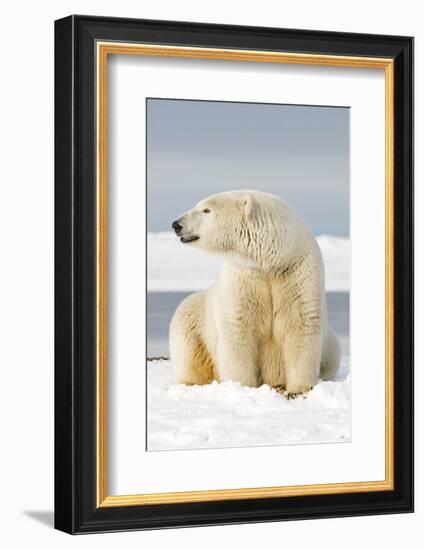 Polar Bear Sits Along Barrier Island, Bernard Spit, ANWR, Alaska, USA-Steve Kazlowski-Framed Photographic Print