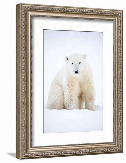 Polar bear sitting in snow during a blizzard, Churchill, Canada-Danny Green-Framed Photographic Print