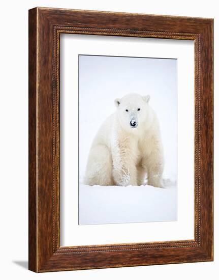 Polar bear sitting in snow during a blizzard, Churchill, Canada-Danny Green-Framed Photographic Print