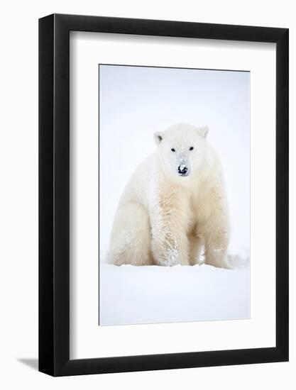 Polar bear sitting in snow during a blizzard, Churchill, Canada-Danny Green-Framed Photographic Print