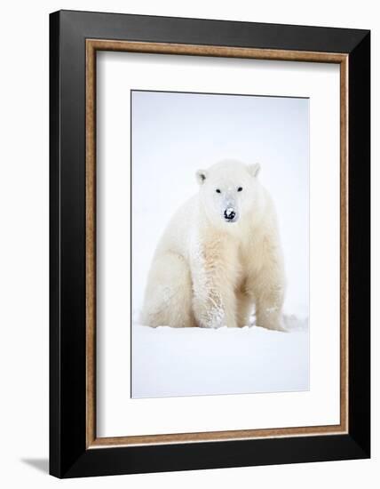 Polar bear sitting in snow during a blizzard, Churchill, Canada-Danny Green-Framed Photographic Print