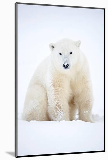 Polar bear sitting in snow during a blizzard, Churchill, Canada-Danny Green-Mounted Photographic Print